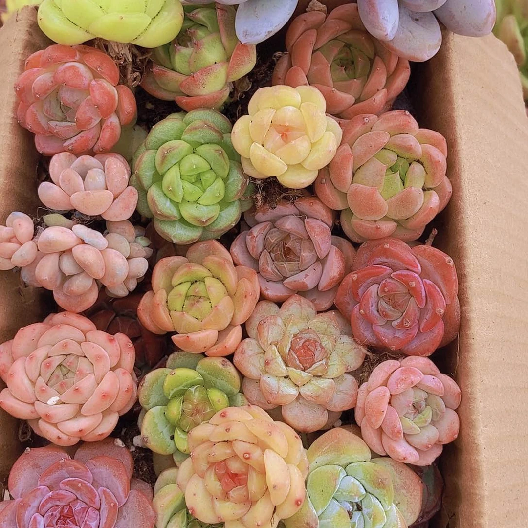 0000001量拍保底20颗，小