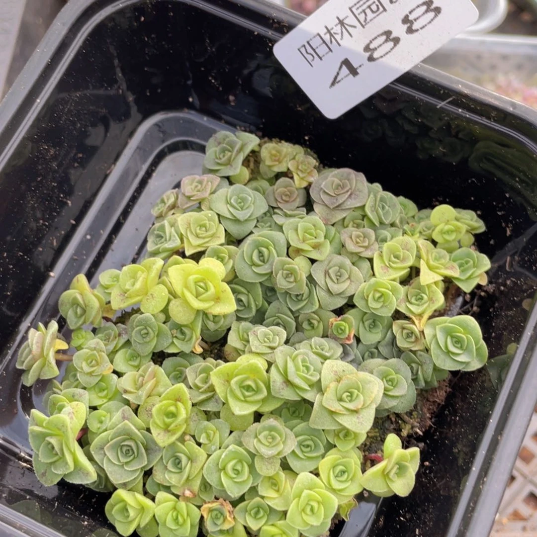 多肉植物多肉植物488