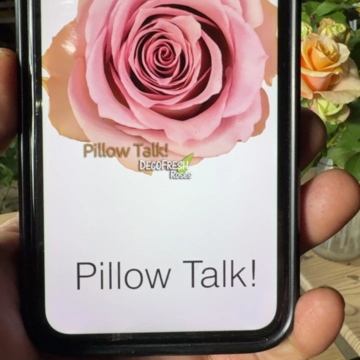 无花朵枕边语根接小苗