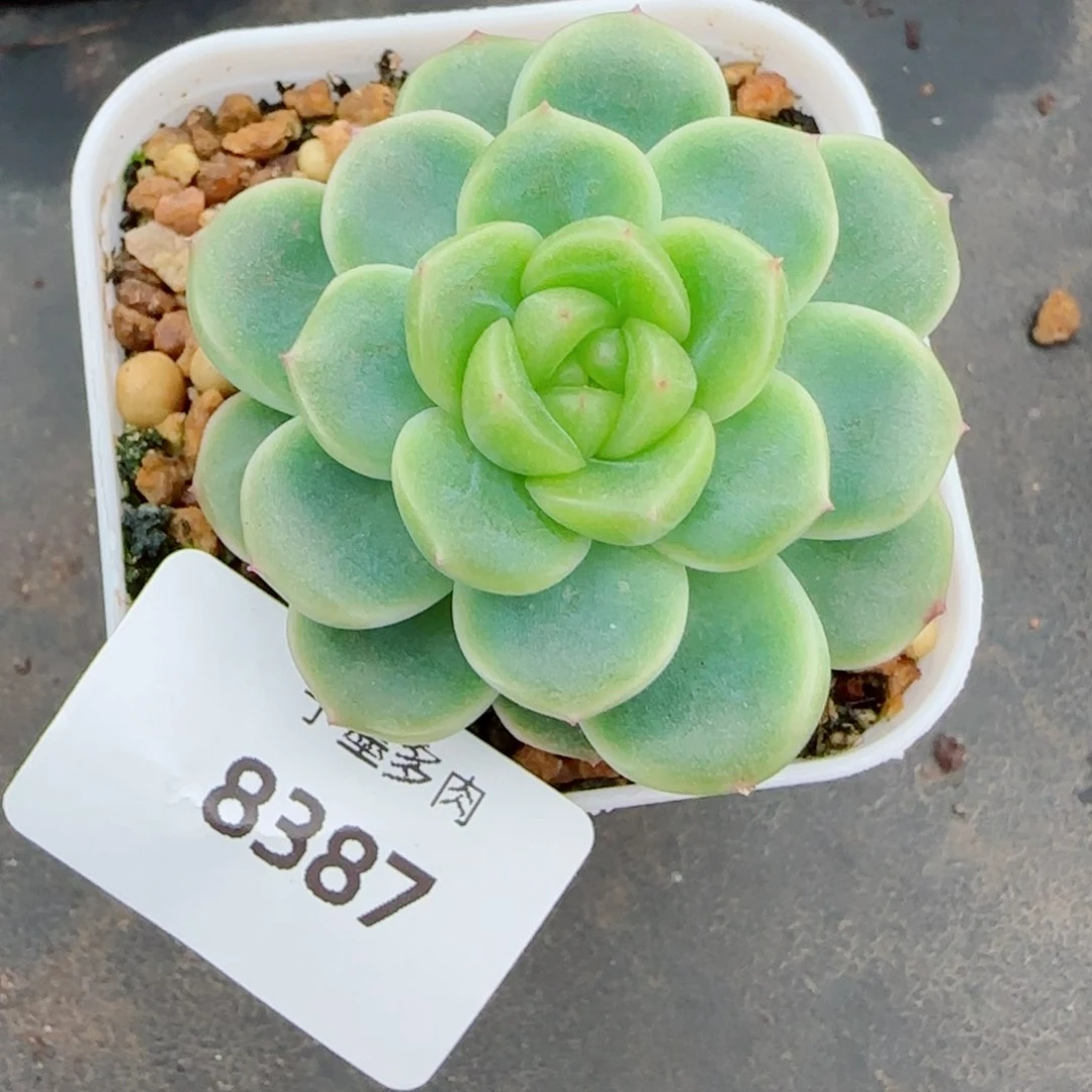 绿体财富密码，8387多肉植物