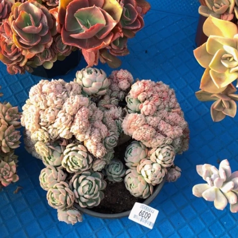 牛**。6039贝瑞缀化