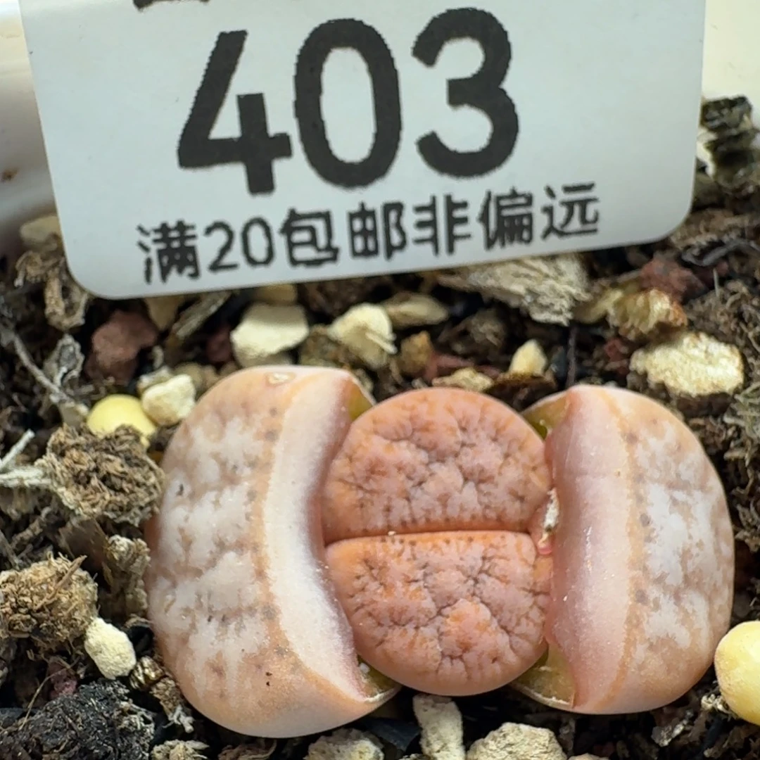 拿铁带盆土。    鸟。