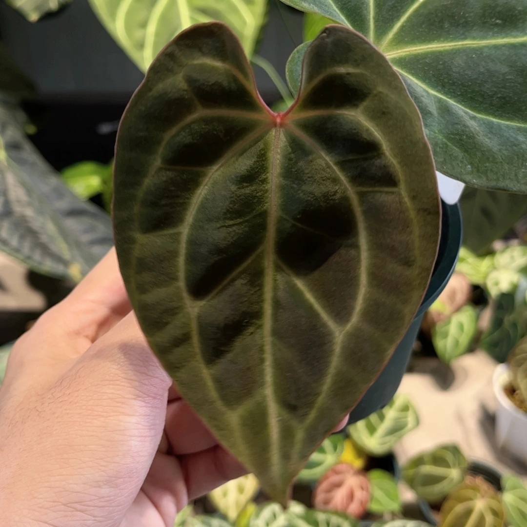 完全开放贝斯籽播