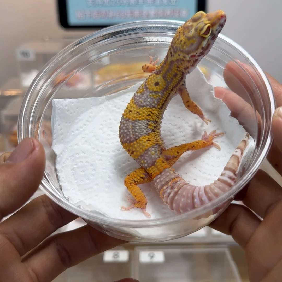 豹纹守宫贝尓妹妹