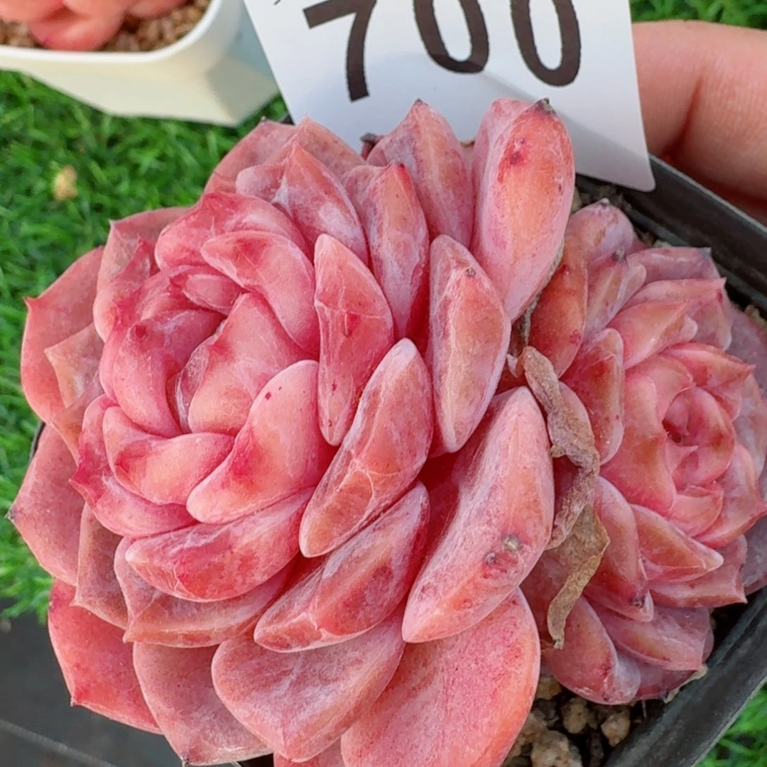 冰魄         精品多肉