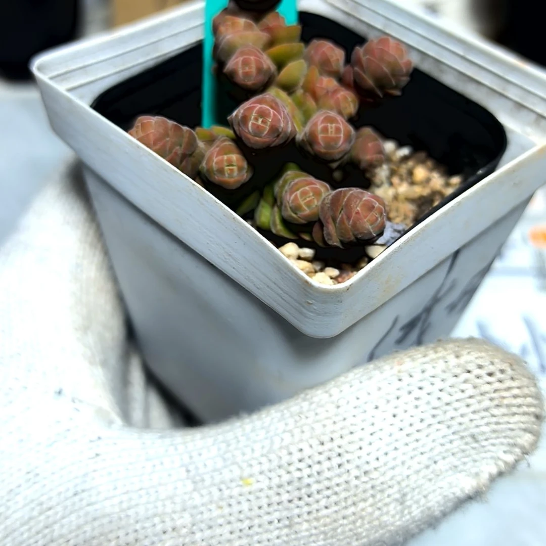 满6元包邮，绒塔老苗绝绝子81号