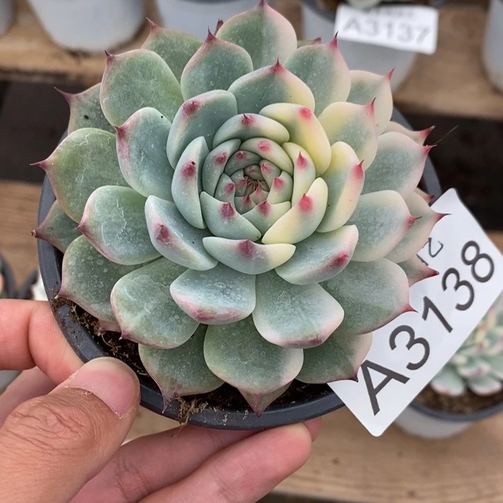 吉娃娃锦多肉植物A3138