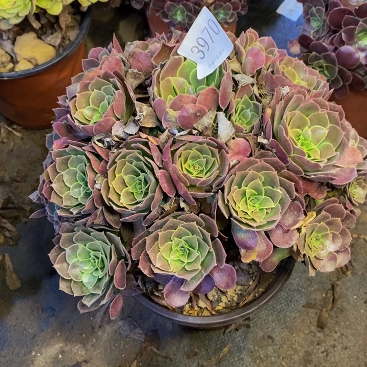 荷兰玫瑰多肉断头不包3970
