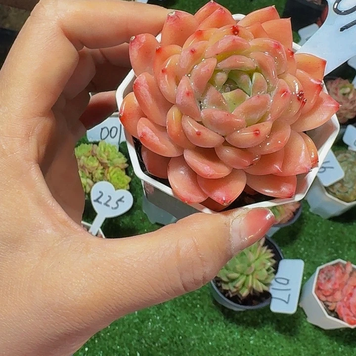 高**了丽娟花卉冰魄