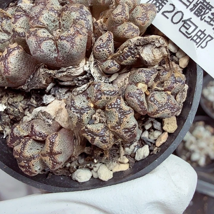 好喜欢看肖蘸唱歌跳舞打野493