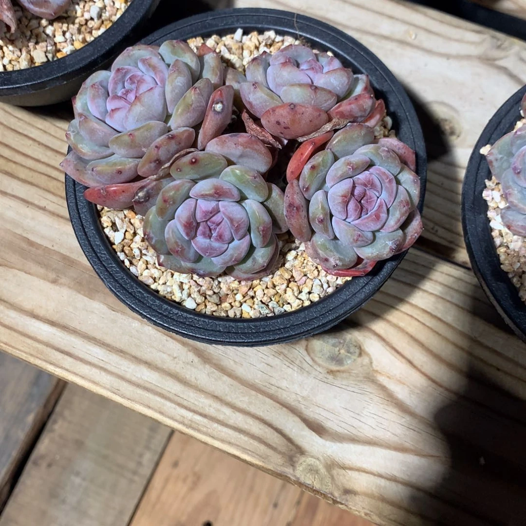 ?****?左眼跳突尼斯发货多肉