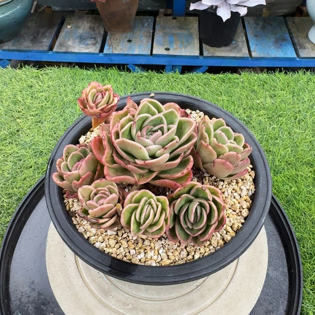 多肉植物一物一拍不带盆发货