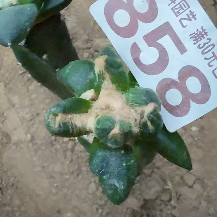 无花朵858拇指蛋怒牡丹一号西六
