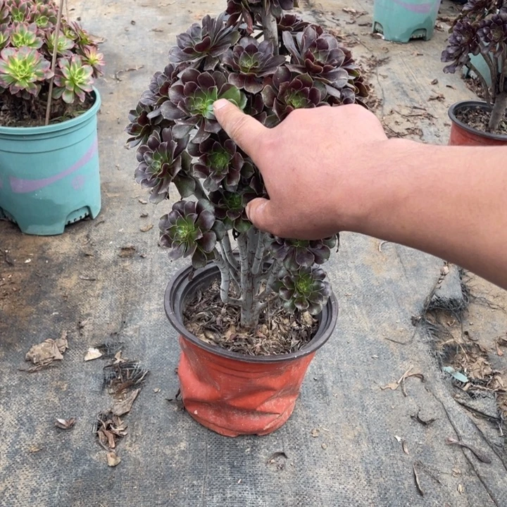 50灰法师多肉多肉植物多肉