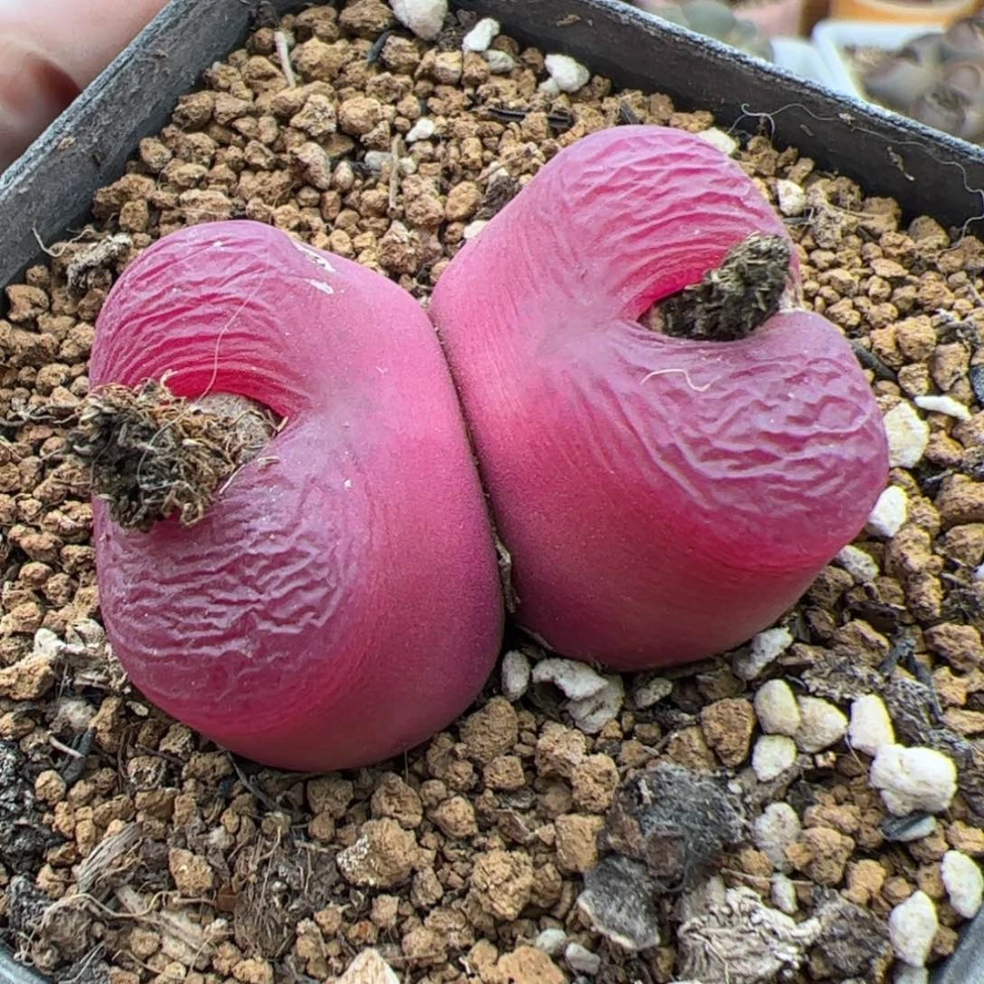 0102号江南好看毛 多肉植物