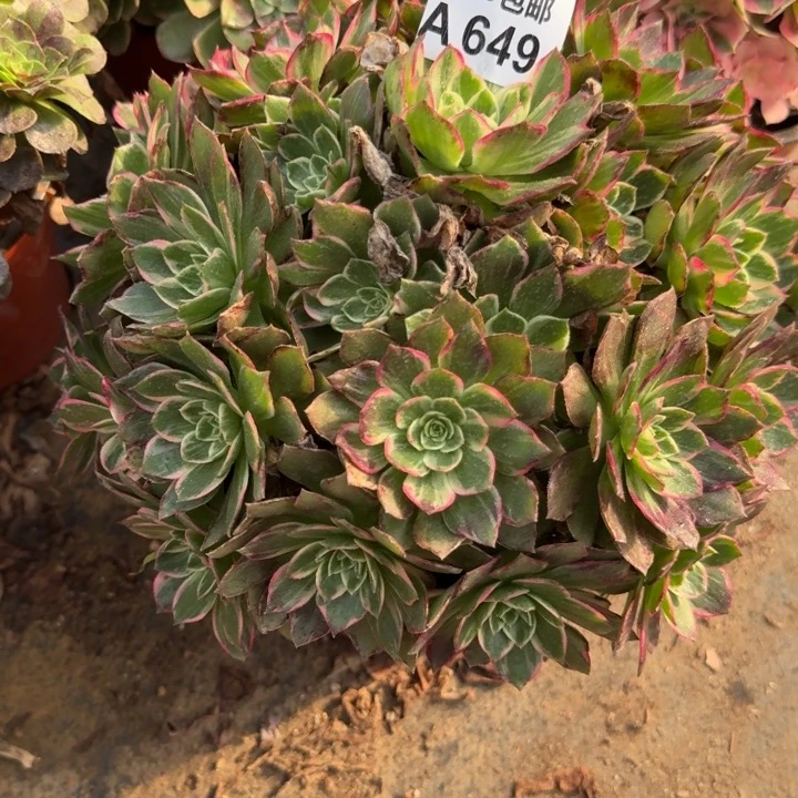 满20包邮649莲花座