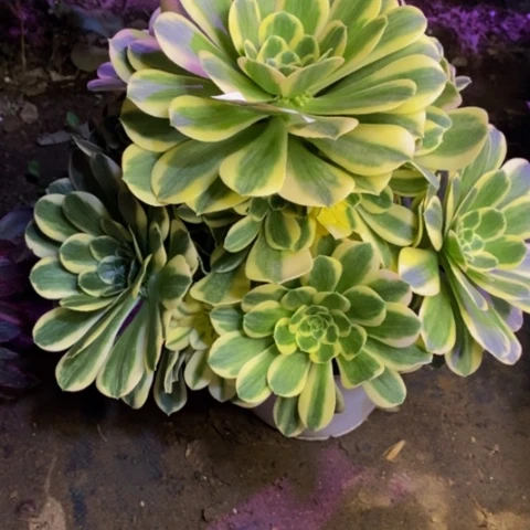 迈巴赫多肉植物1777