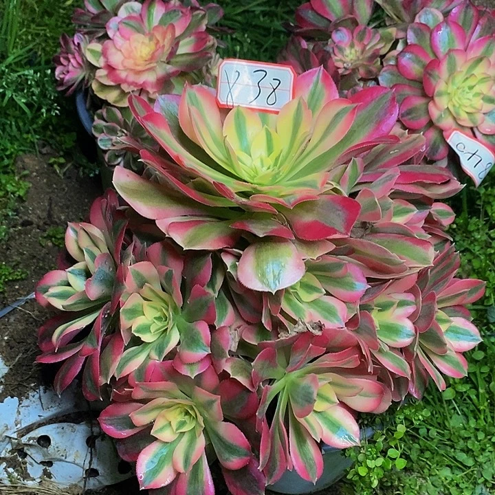 心***怡粉女郎老桩捧花838号