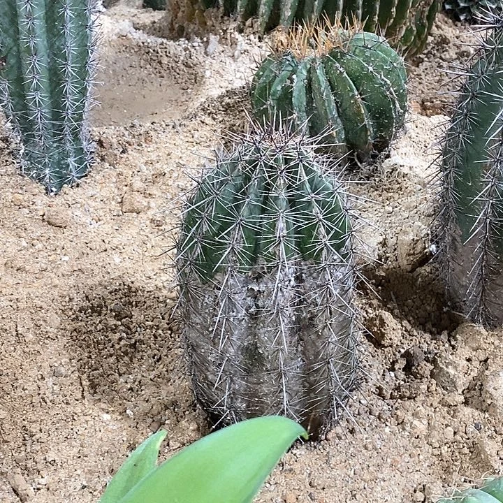 牛*王26号选手。