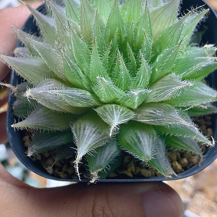 亮***十二卷实生毛玉露锦。