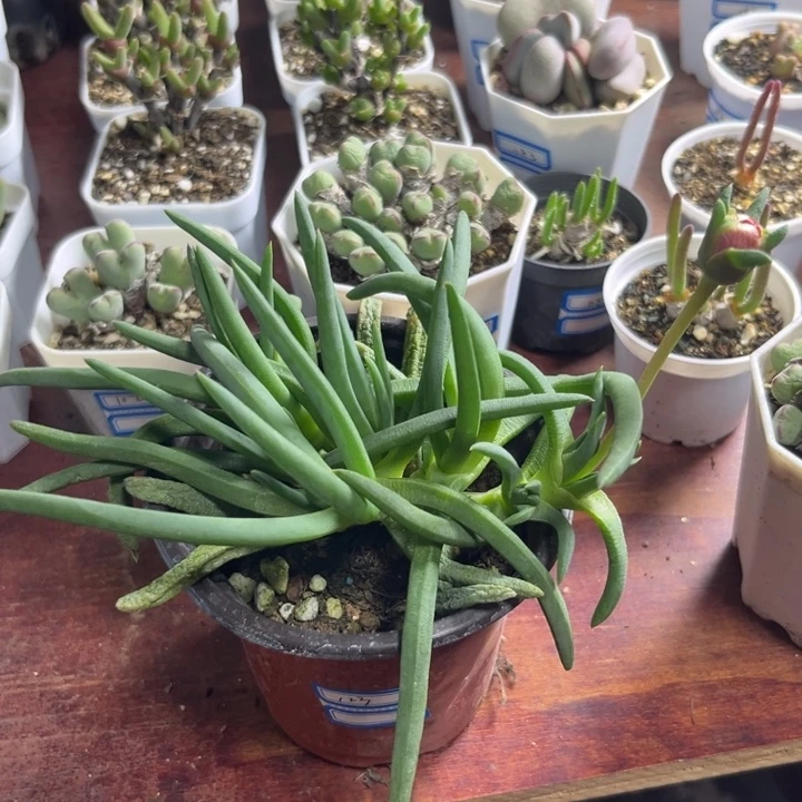 123 奔龙多肉植物