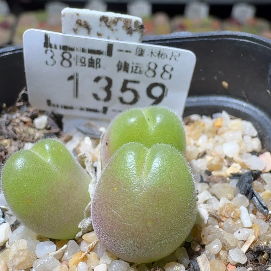 Sss便宜了便宜了1359