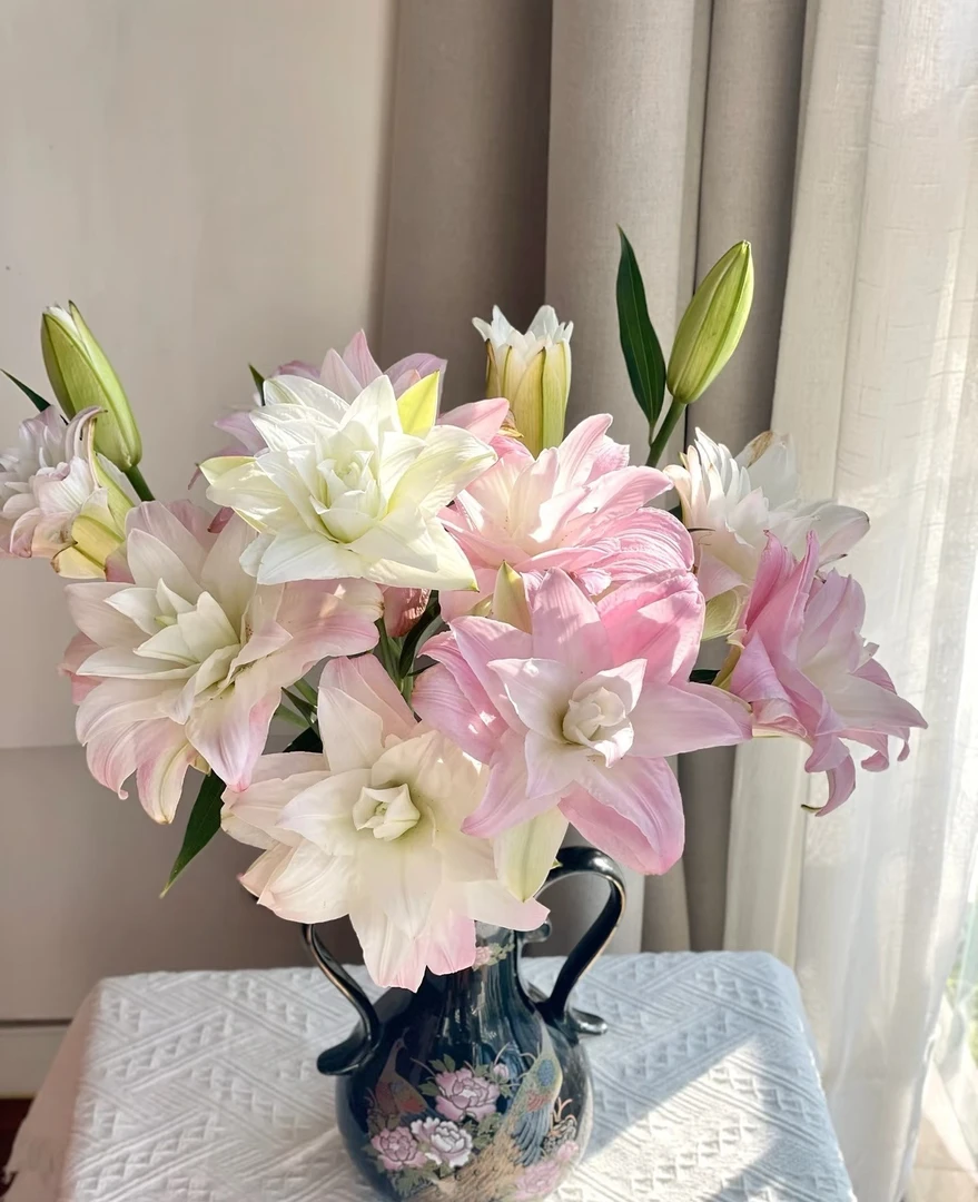 A级 莲花春天 重瓣香水百合