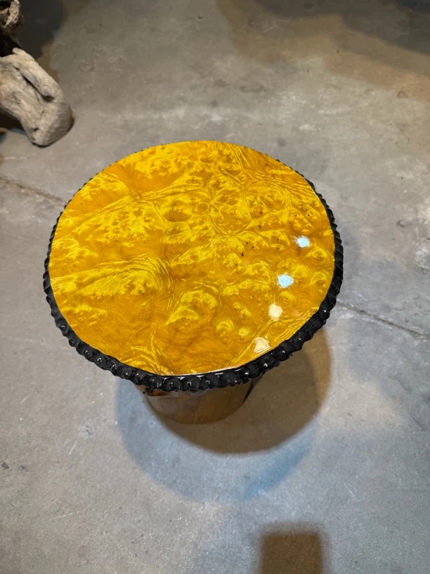 黄金樟 直径33公分 干泡台