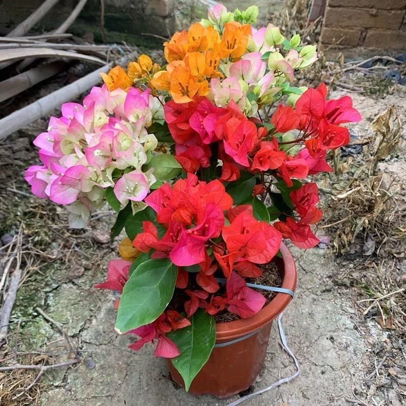 【多色】三角梅带花盆栽爬藤重瓣老桩四季开花植物适用于庭院阳台