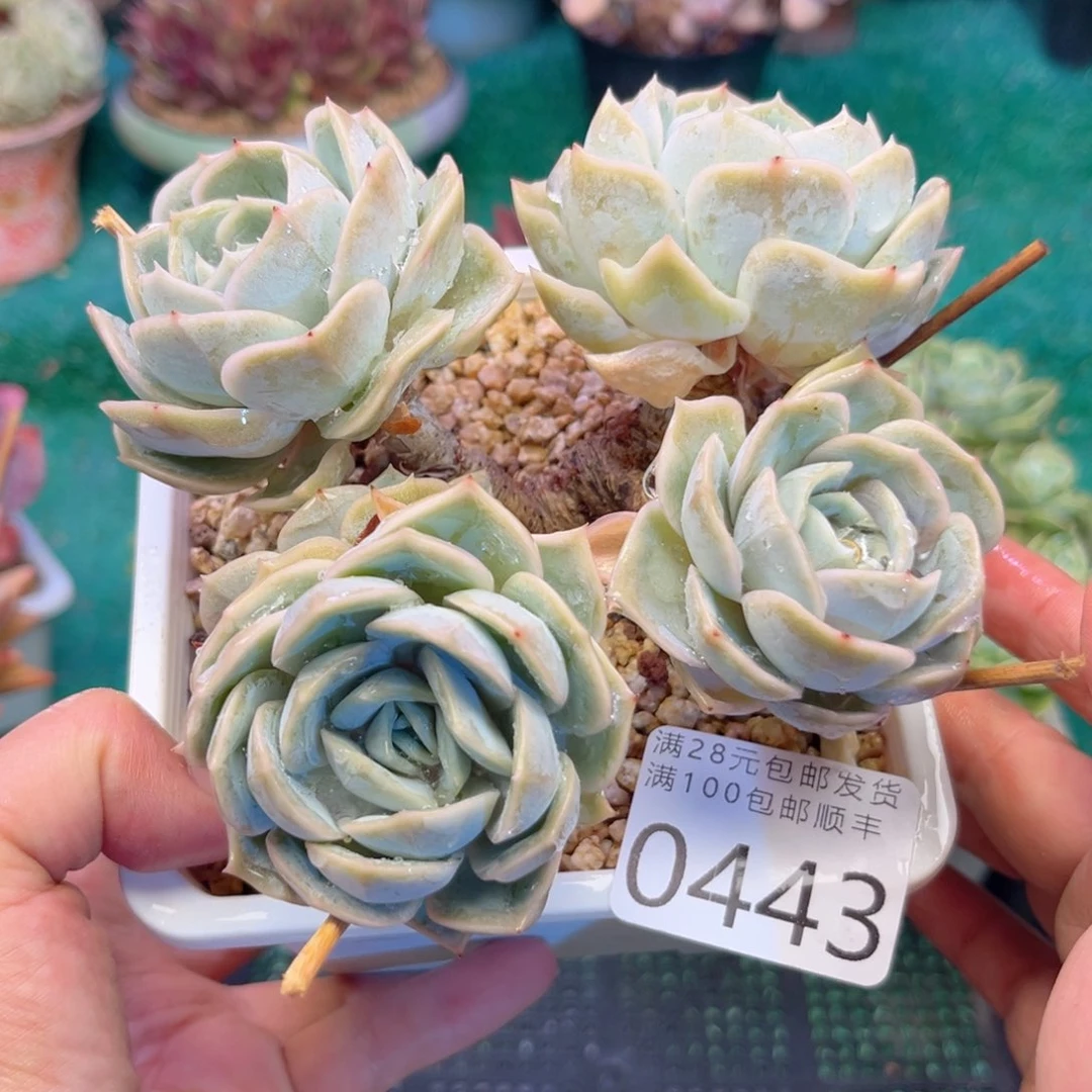 大0443:、xv cv vb n n j