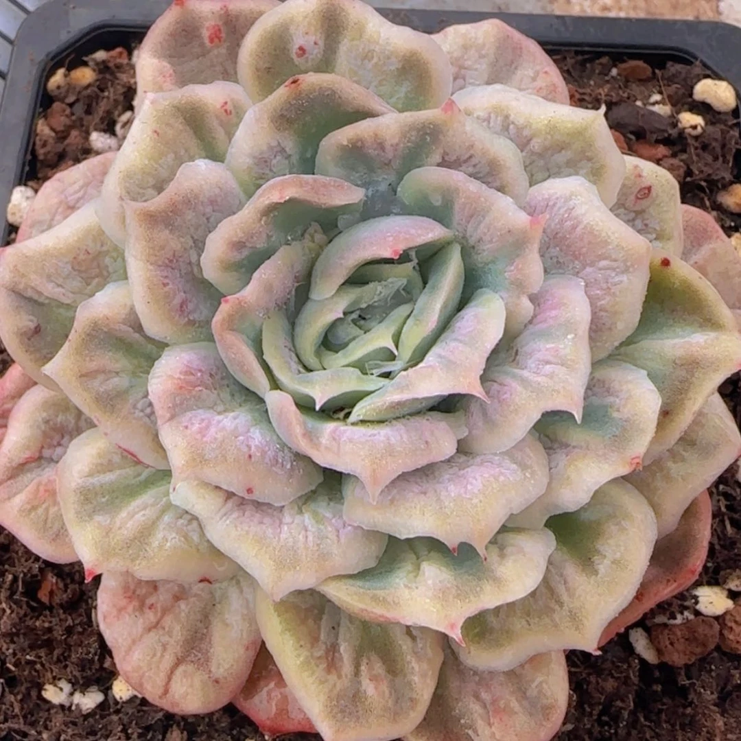 【闪购商品】泡泡沙群