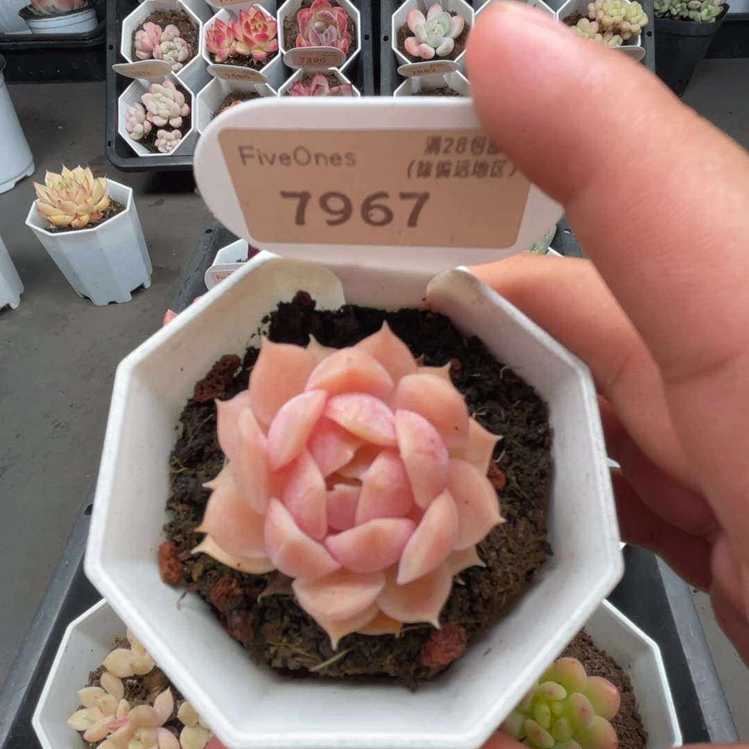 7967昂斯诺4.5厘米