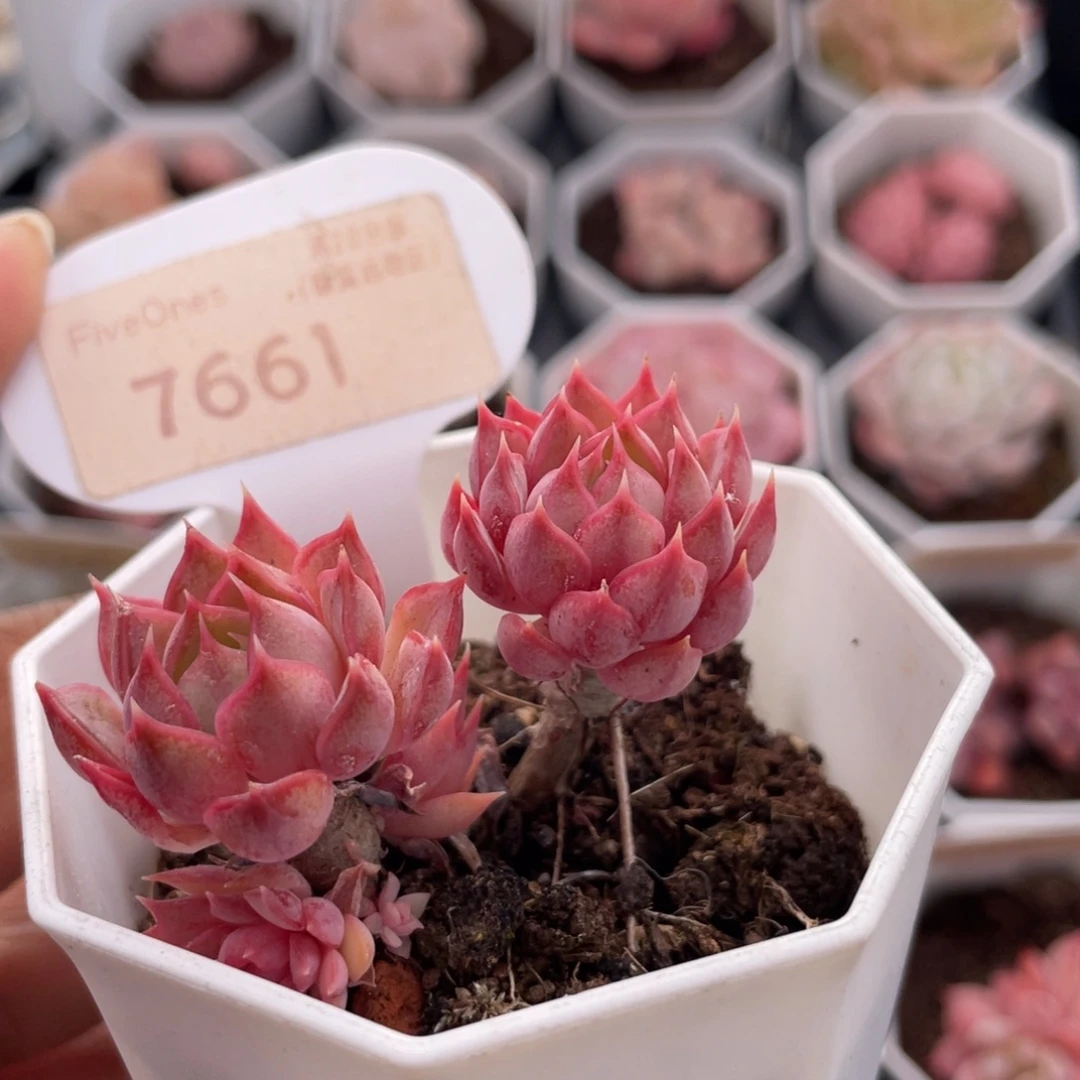 不知名7661-5.0厘米