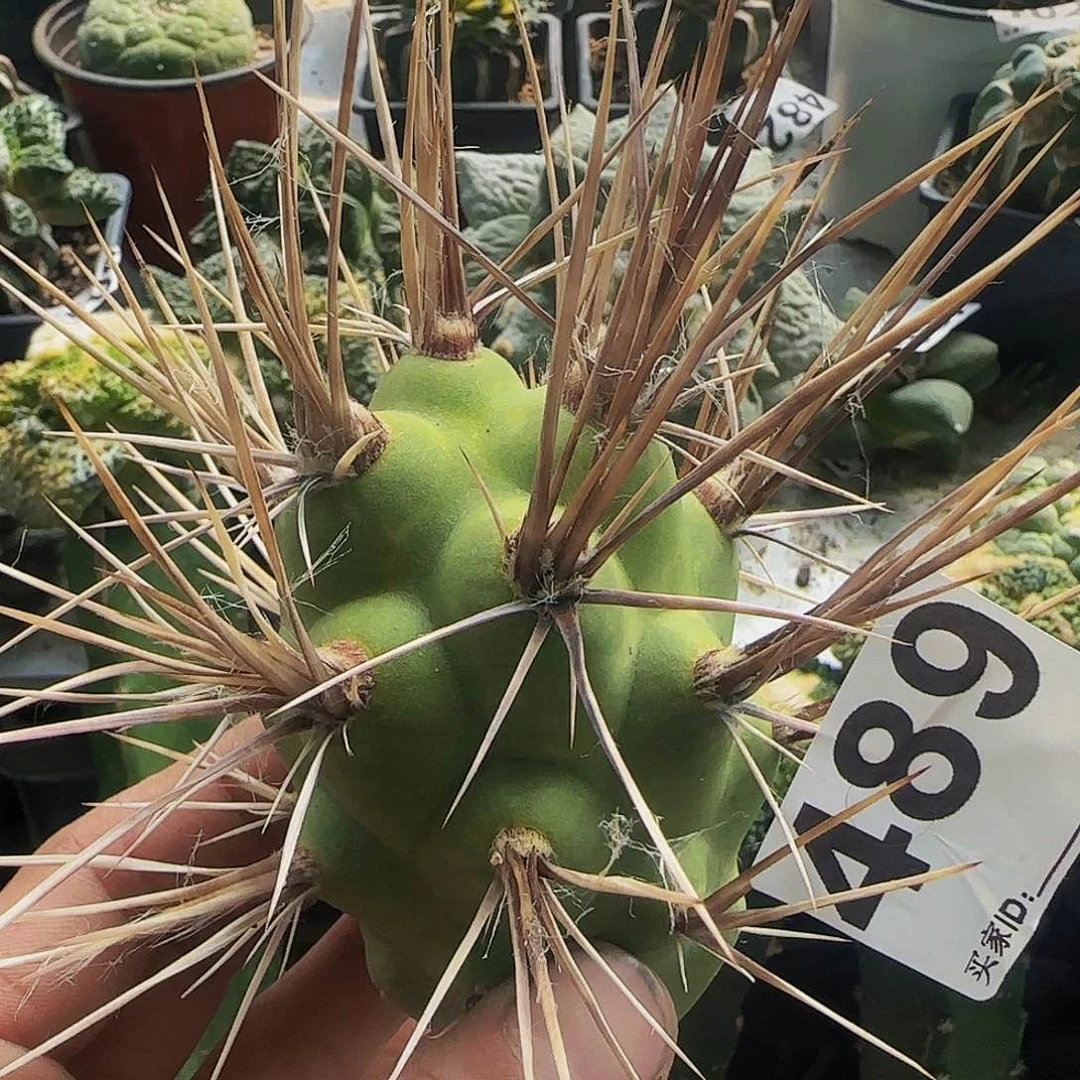 原地狂刺489仙人球