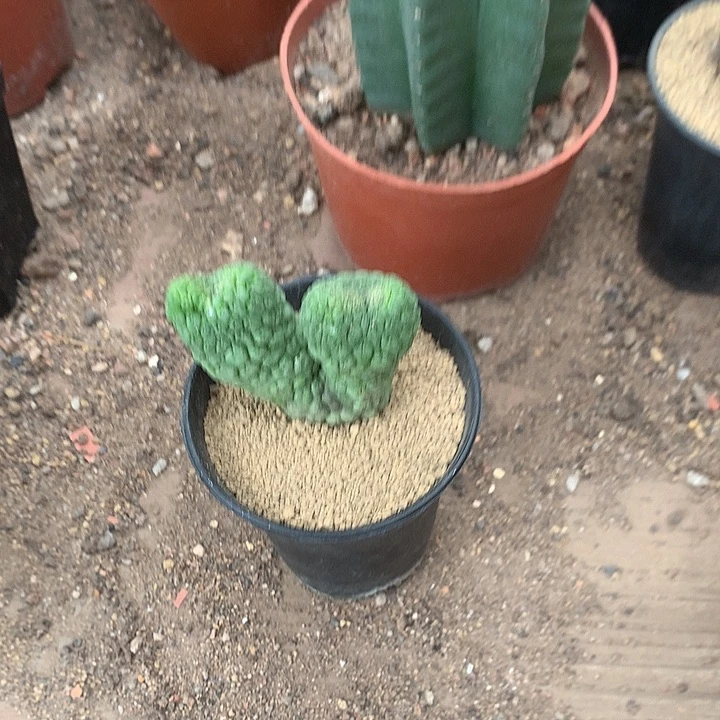 呢*333333333333333