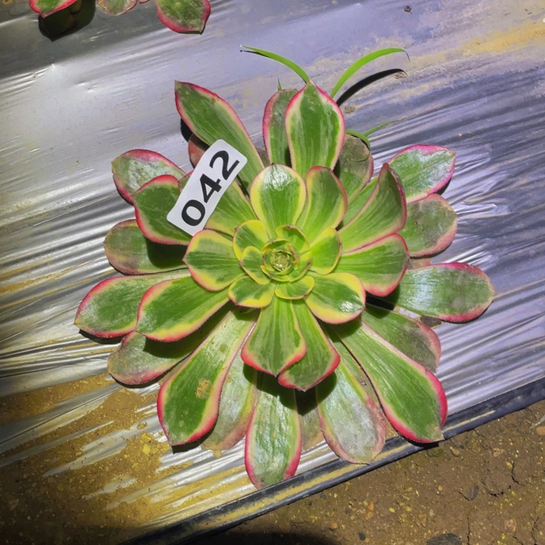 赤子心多肉植物多肉042