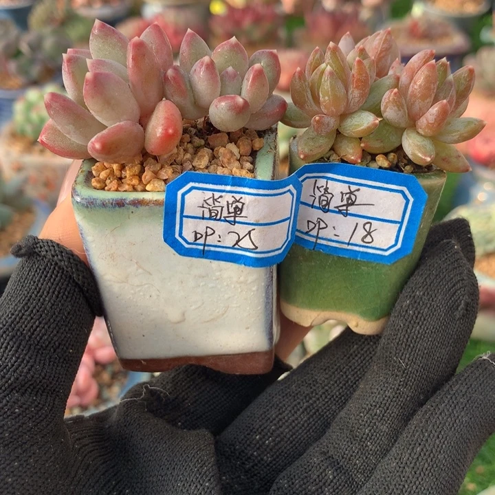 L***႒简单    2带盆