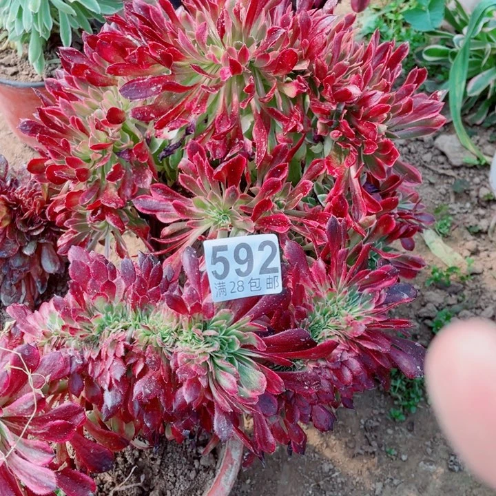 多肉植物组合592