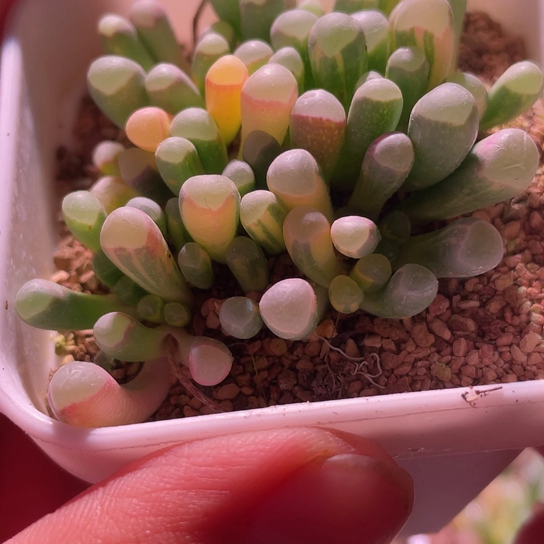 五十玲玉锦特价包邮