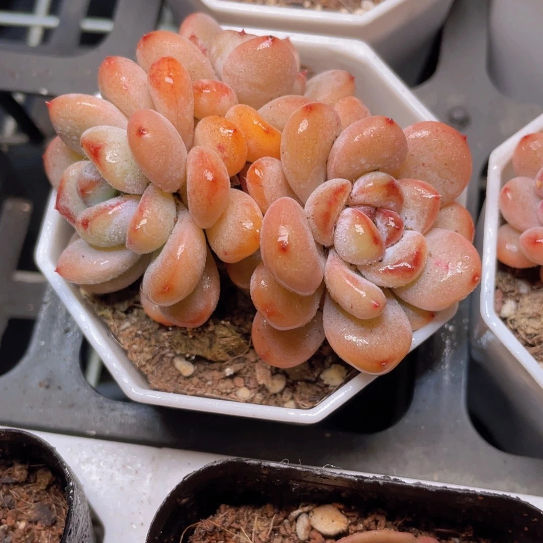 群生星星雪多肉9.9包邮发货