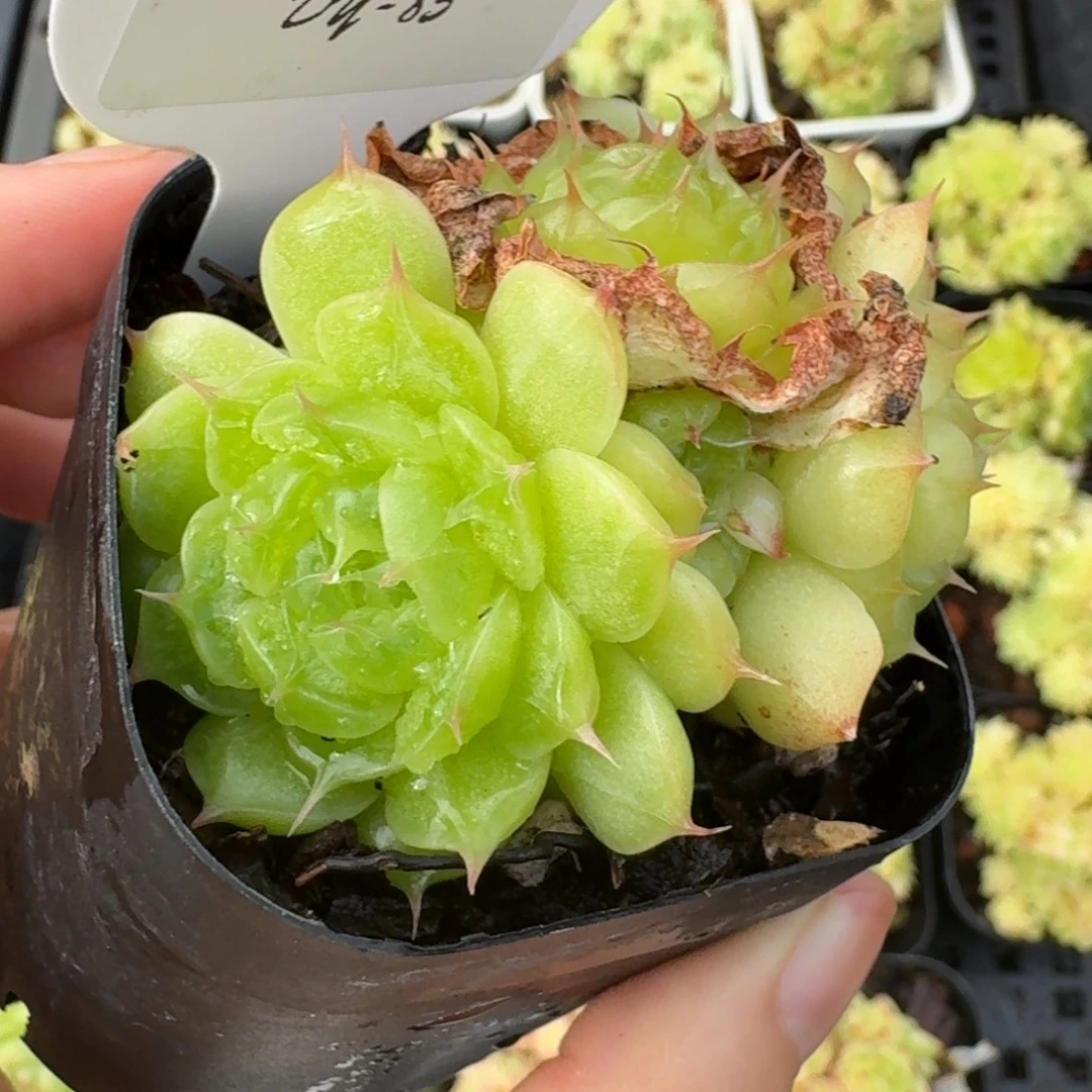 0803-85-阳光玫瑰群生一颗