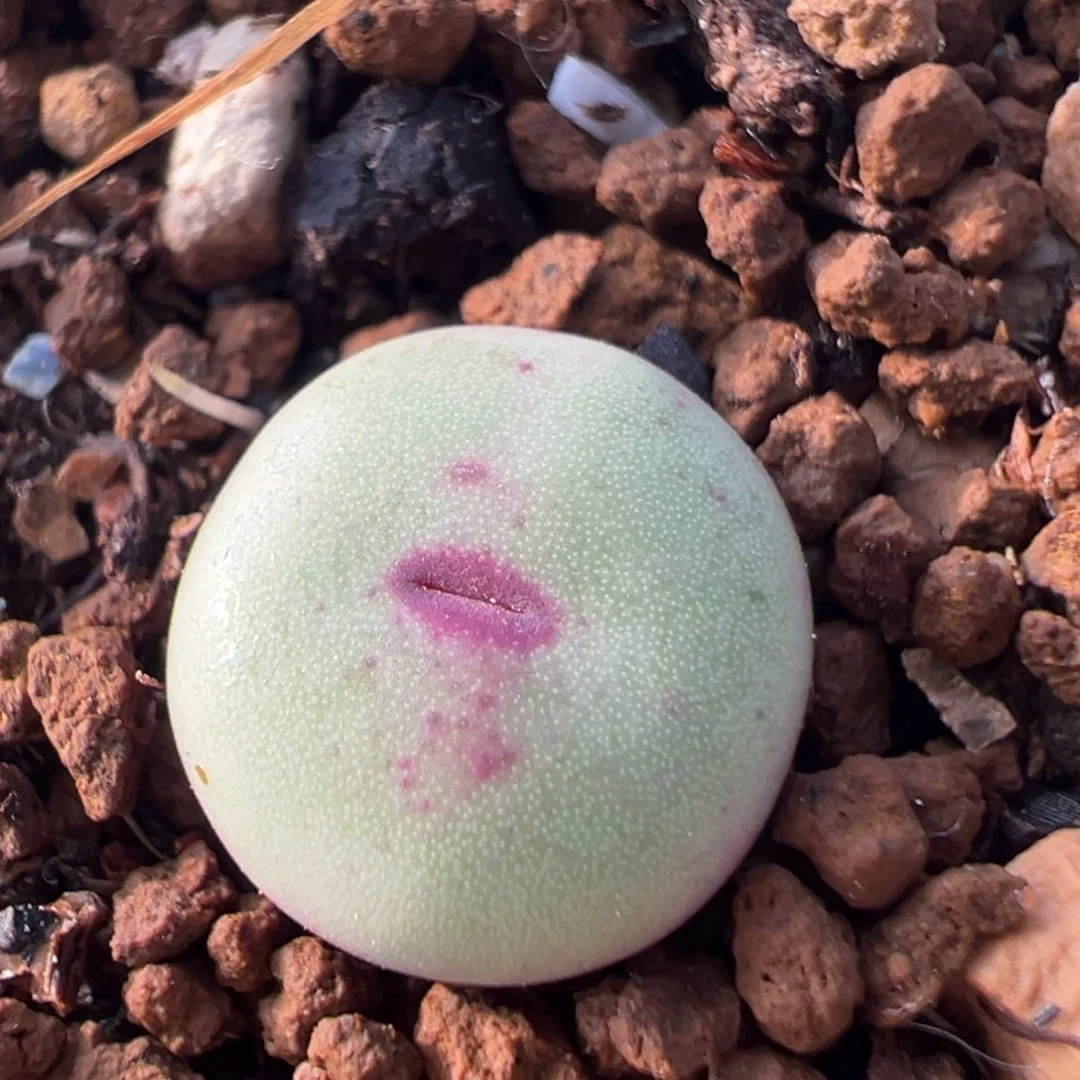 32多肉植物百科小红嘴