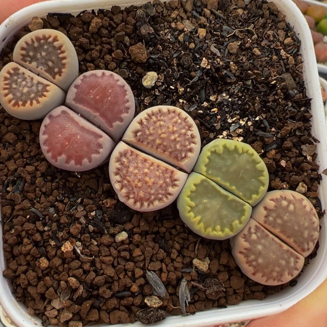 饼干组合多肉植物带盆