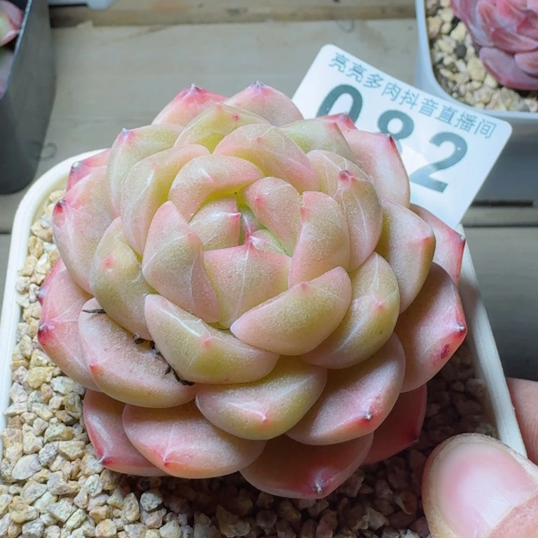 五**咪专拍         精品多肉