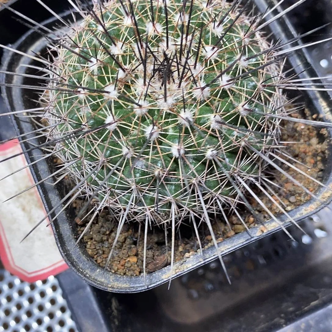 黑寡妇 实生根 干样