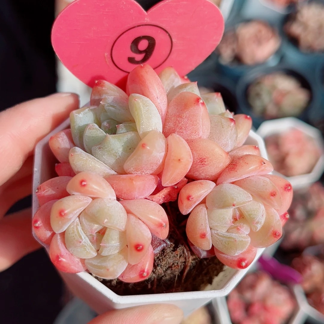 9号小老桩糖心群4头