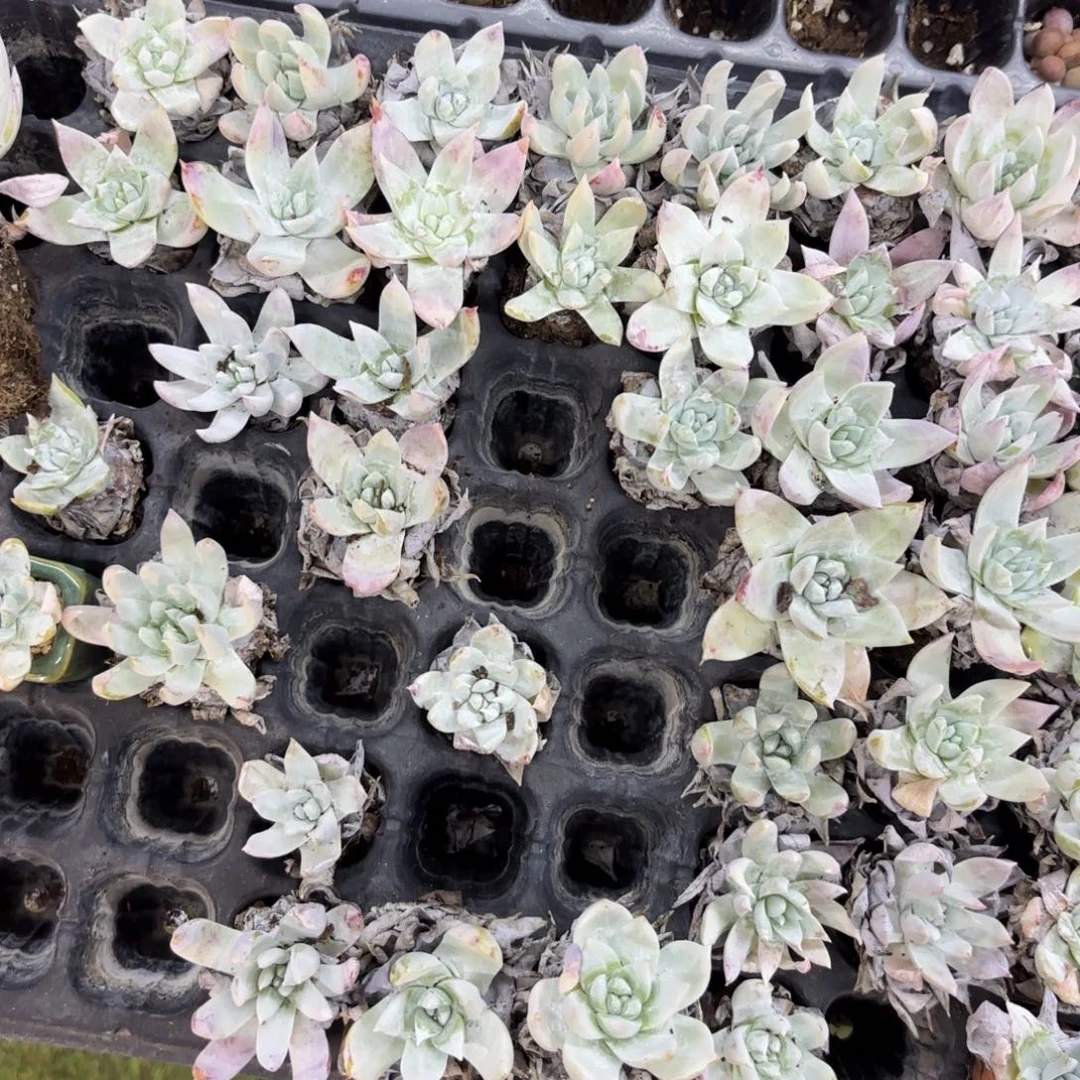 雪奴一颗量拍11111