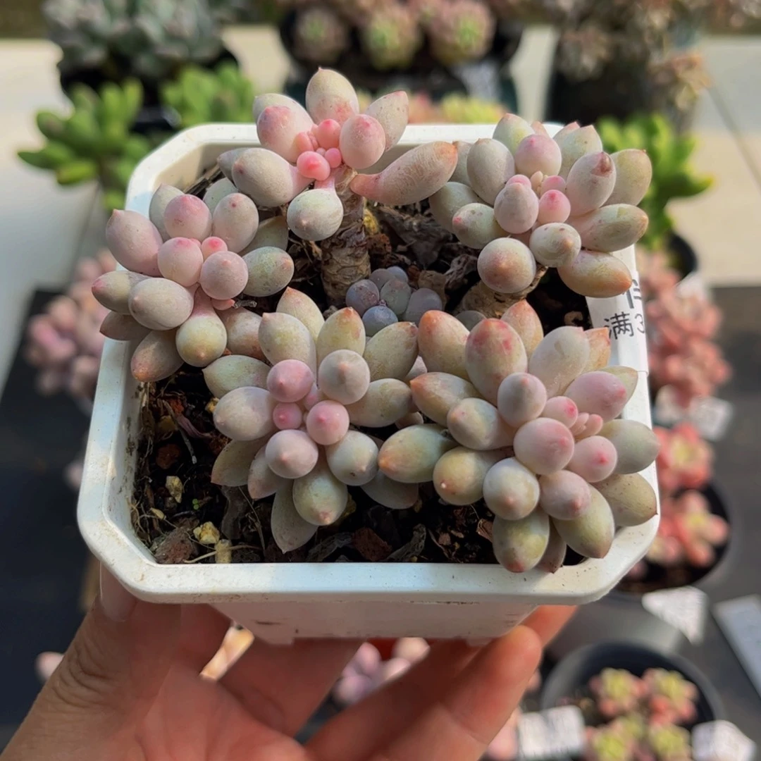 929手指奶6cm多肉