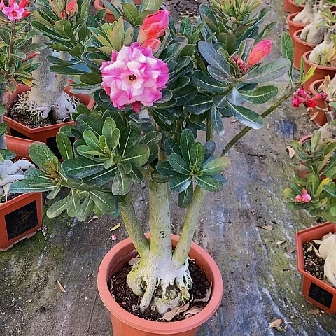 【闪购商品】飞***兔绿植