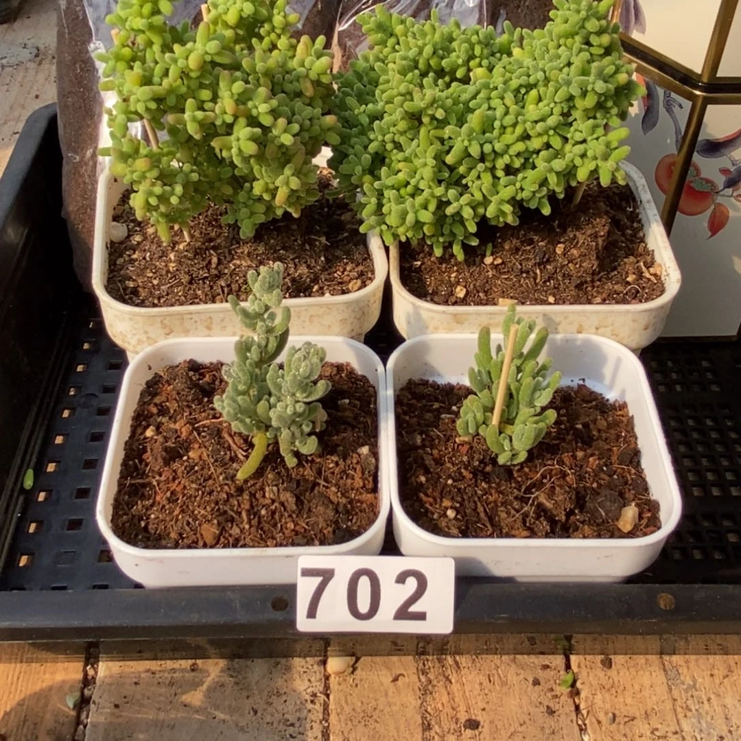 枝干番杏多肉植物702